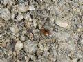Mecynotarsus serricornis